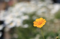 IMG_2537