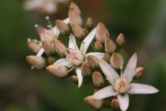 金のなる木の花