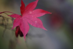 紅葉