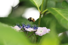 ハチと紫陽花