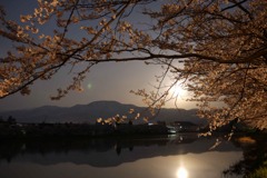 妙高の山と夜桜