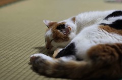 気持ちよさそう・・・。
