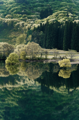 ダム湖と森と水鏡　