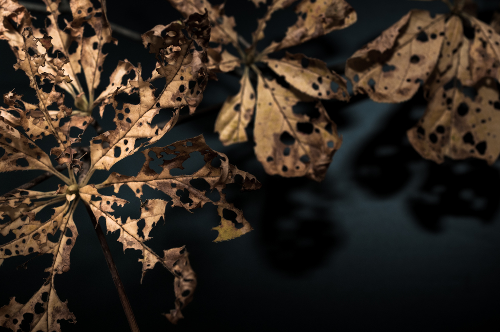 Autumn 砲弾 craft