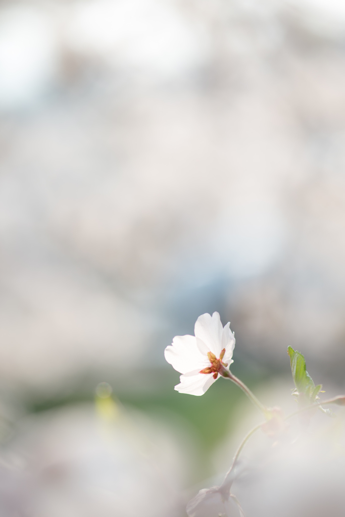 はるこもれびに