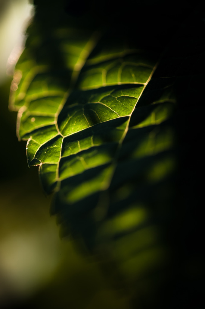 Light ＆ shadow