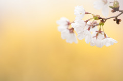 桜雅黄春