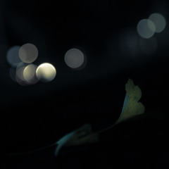 秋のエレジー