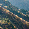 斜麗