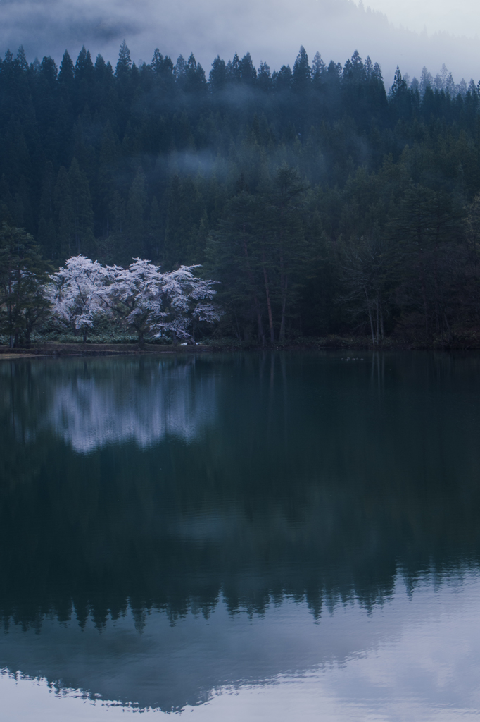 青ひ朝にサクラ彩