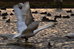 Synchronized fly away.