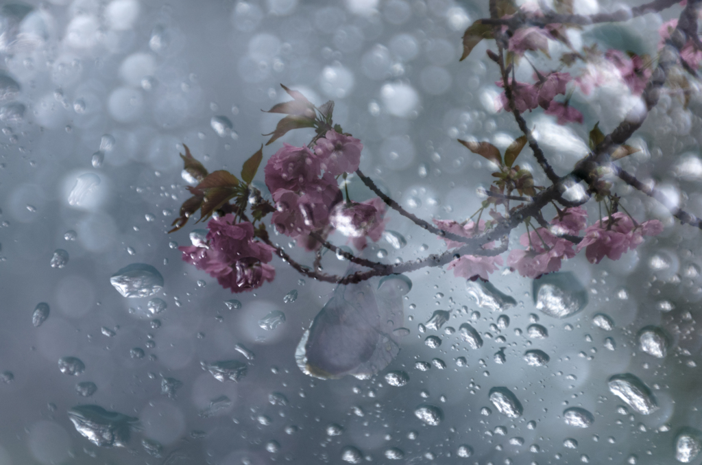 さくら五月雨