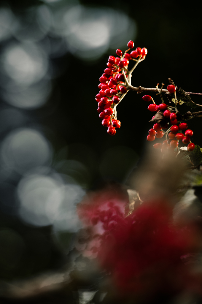 Sorbus commixta