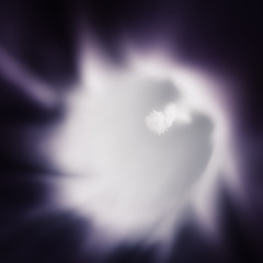Morning-glory