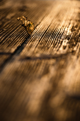 Leaves & wooden desk 