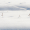 雪原向日葵事情