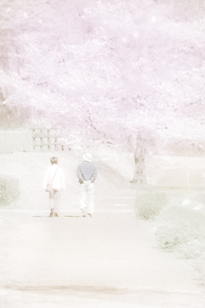 妻と夫と桜と春と