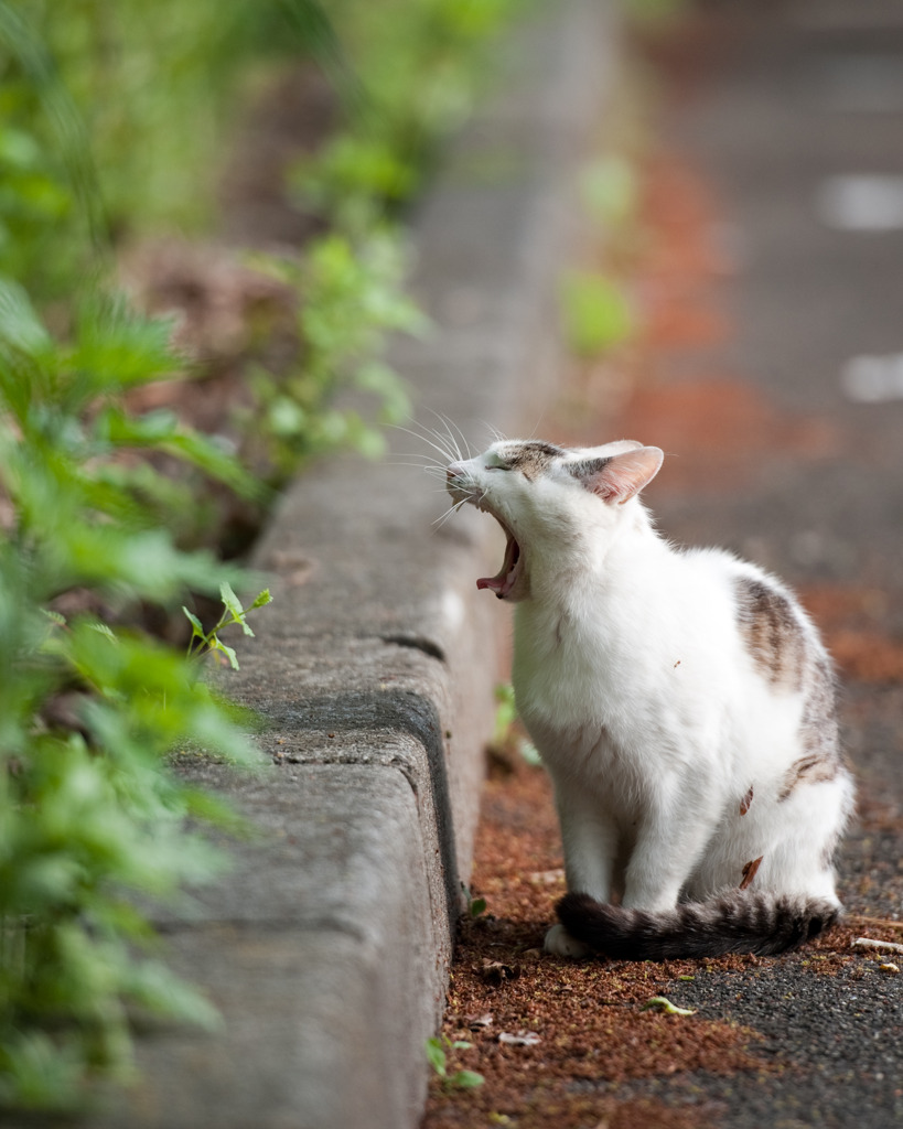 んがぁ〜♡