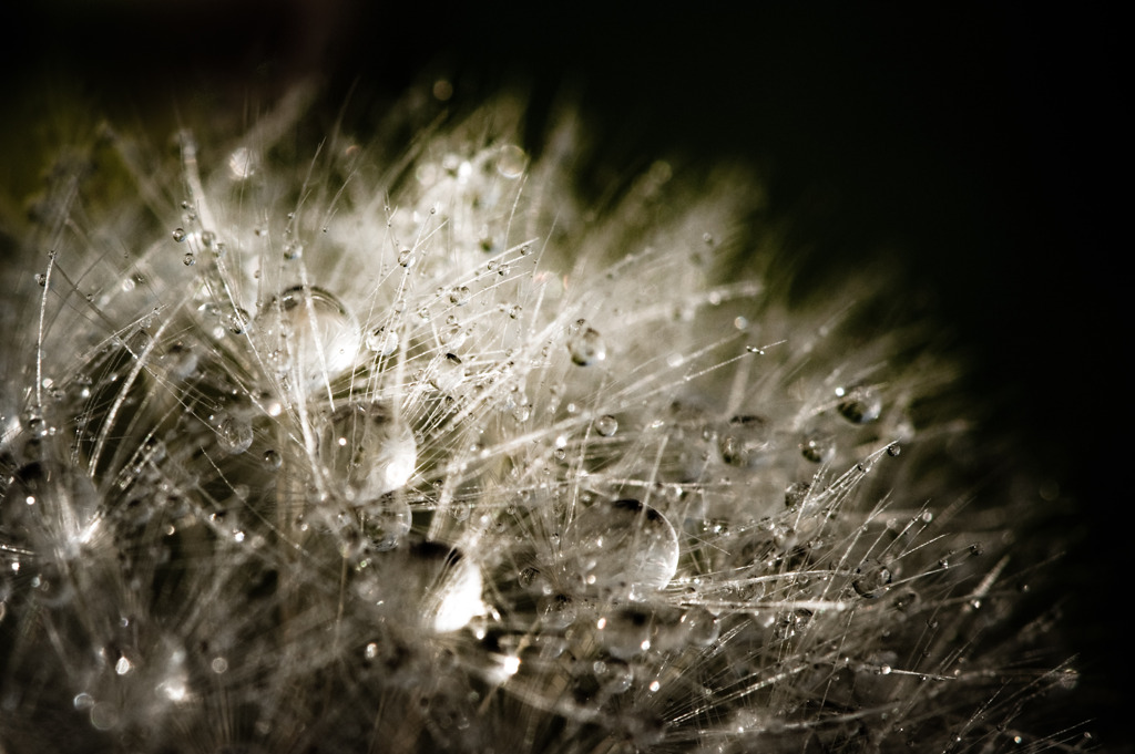 Pearl of rain