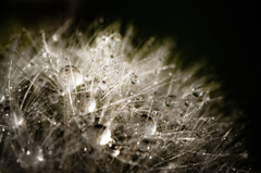 Pearl of rain
