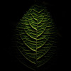 Hydrangea leaf