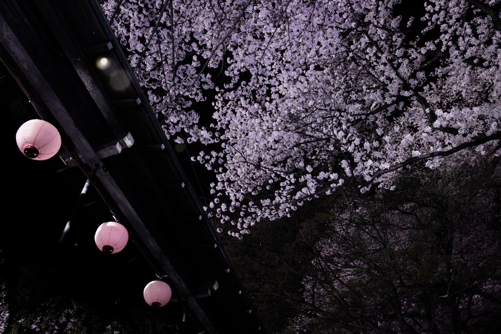 仰桜夜宴
