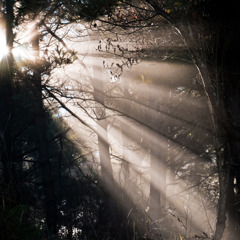 雑木林に真っすぐな朝の光　