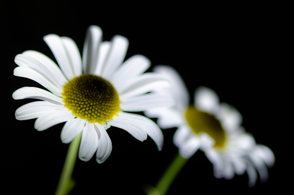 Marguerite