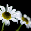 Marguerite