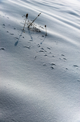 雪波叙情