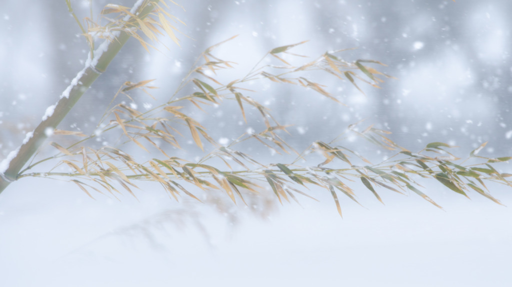 建辰雪舞