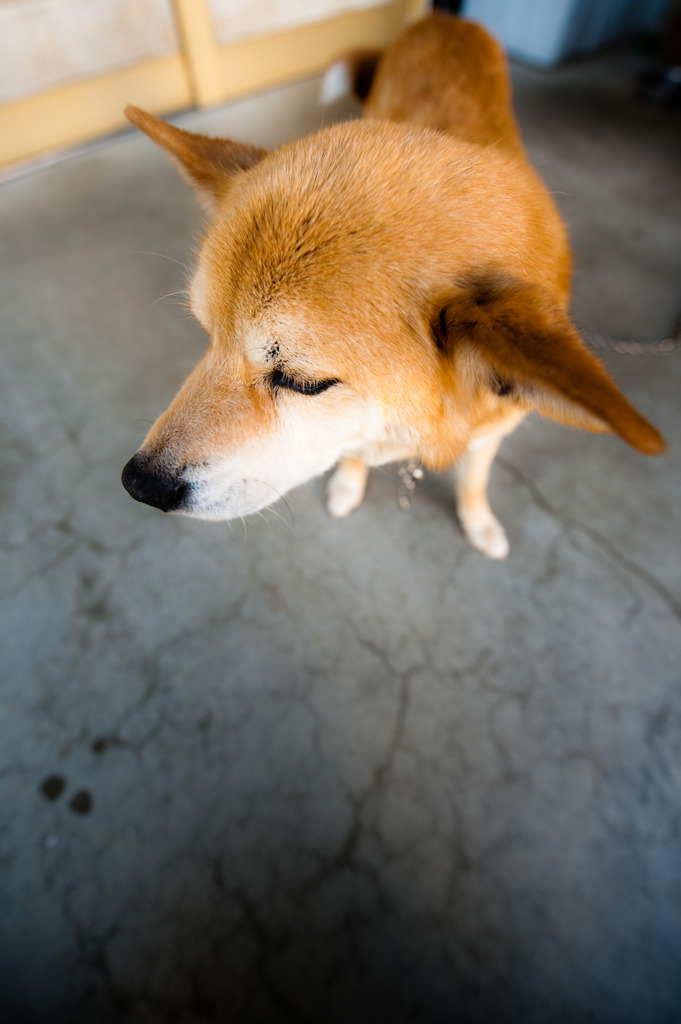 ツンデレなの