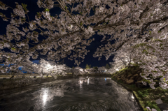 覆桜流桜