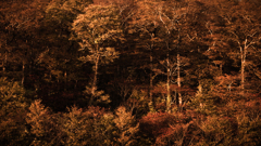 紅陽