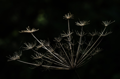 森林秋花火