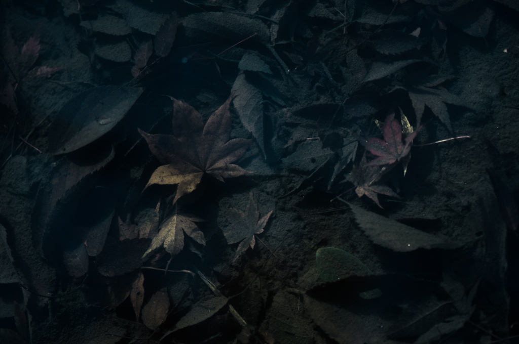 沈晩秋
