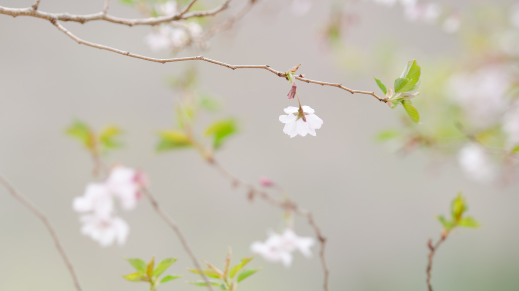 桜雅柄