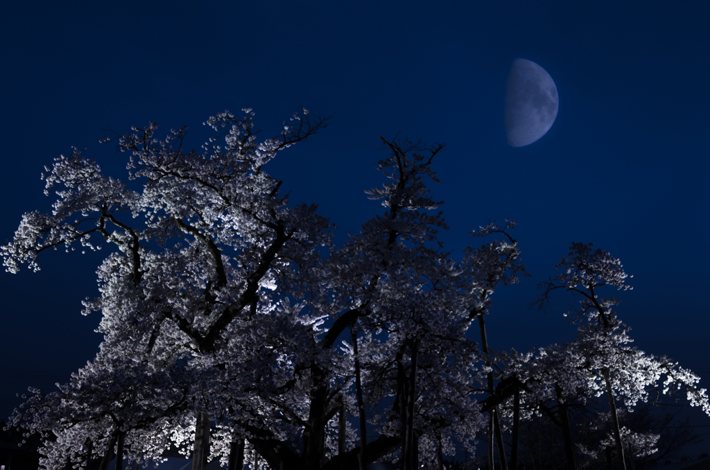 月夜の奨学桜