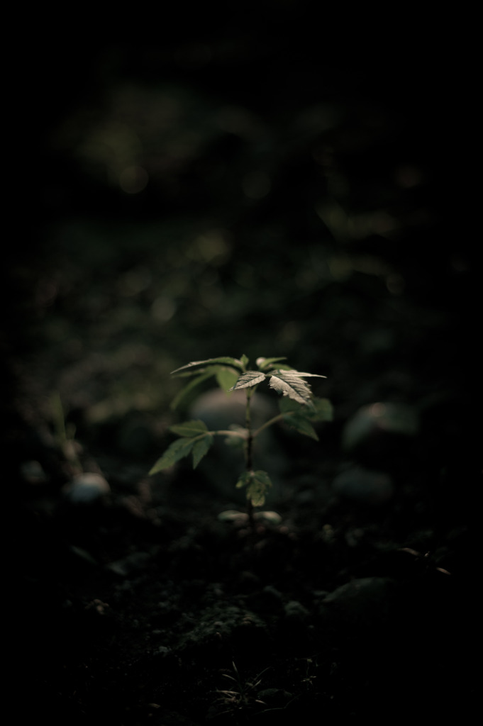 心芯