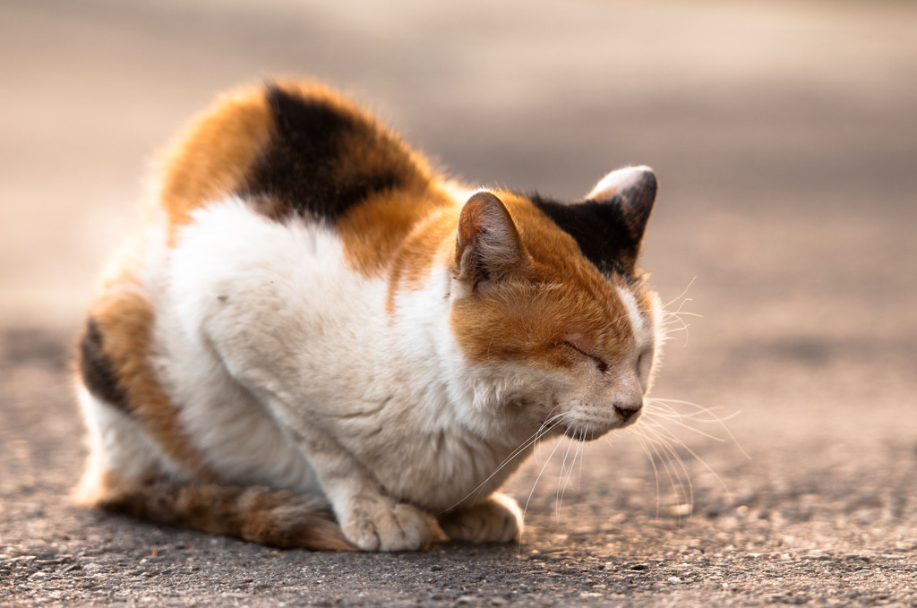 ふくちゃんの夕べ