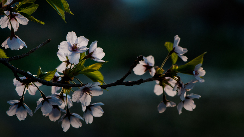 透桜