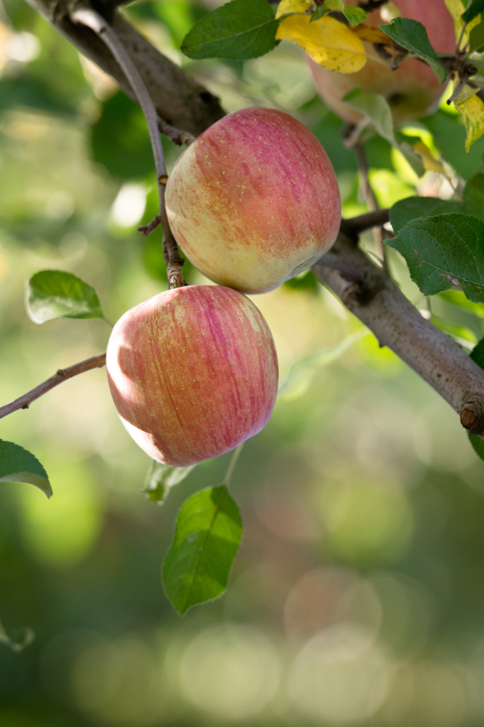 甘酸っぱい光と香り
