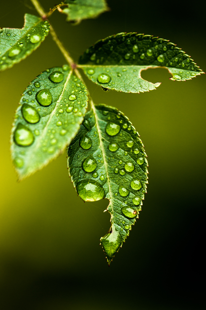 葉雨To 
