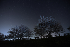 星屑は花吹雪のよう　