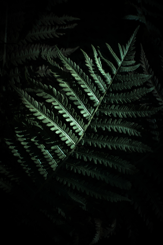 Fern　