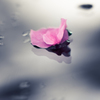 桜眠
