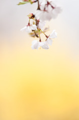 春彩