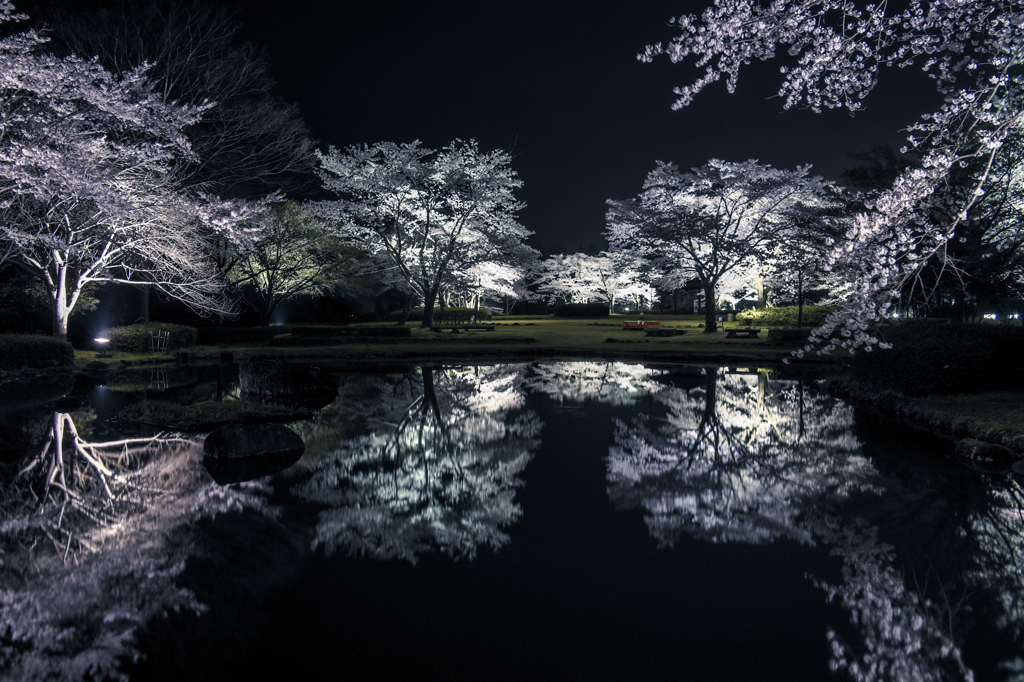 桜夜鏡　