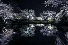 桜夜鏡　