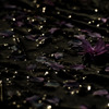 眠桜